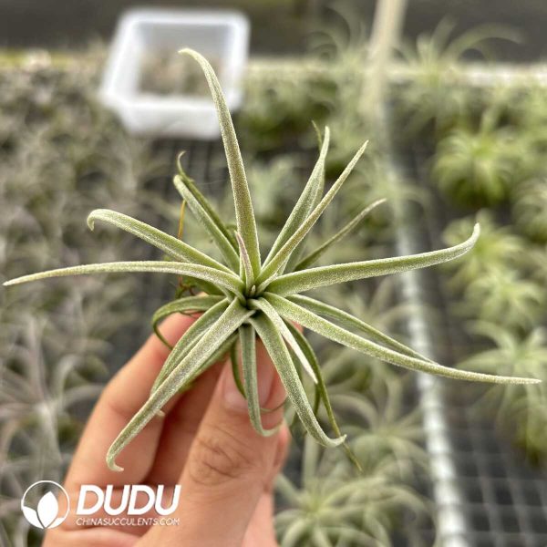 Tillandsia Wanhan Bc Hybrid - Image 2