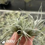 Tillandsia Pufferfish Cluster - Image 2