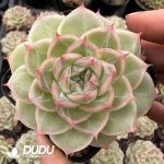 Echeveria West Lake Longjing Tea - Image 2