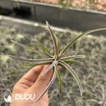 Tillandsia Red Rough skin Hybrid - Image 2