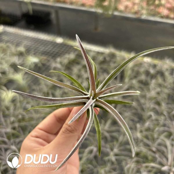 Tillandsia Red Rough skin Hybrid - Image 2