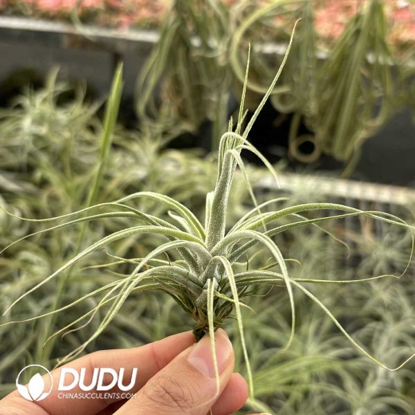 Tillandsia lucida Magnusiana - Image 2