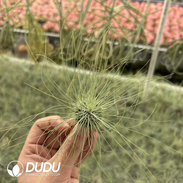 Tillandsia Tectorum - Image 2