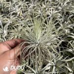 Tillandsia Magnusiana - Image 2