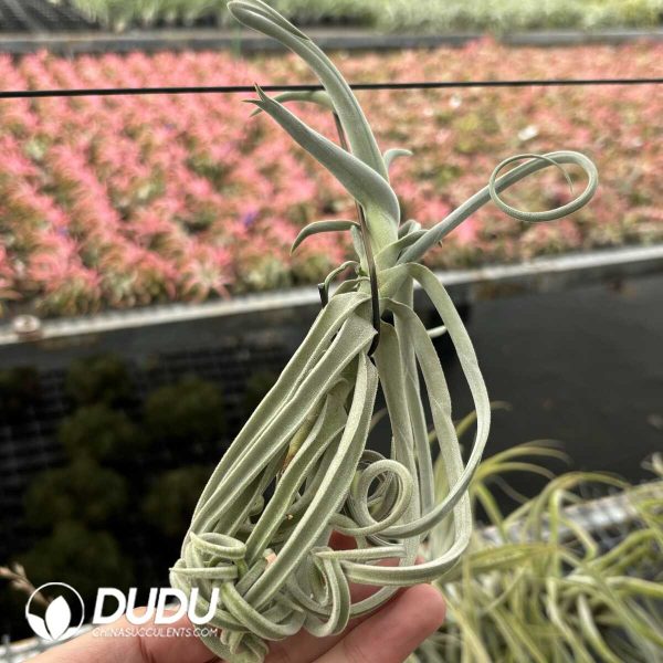 Tillandsia Tree Monkey - Image 2