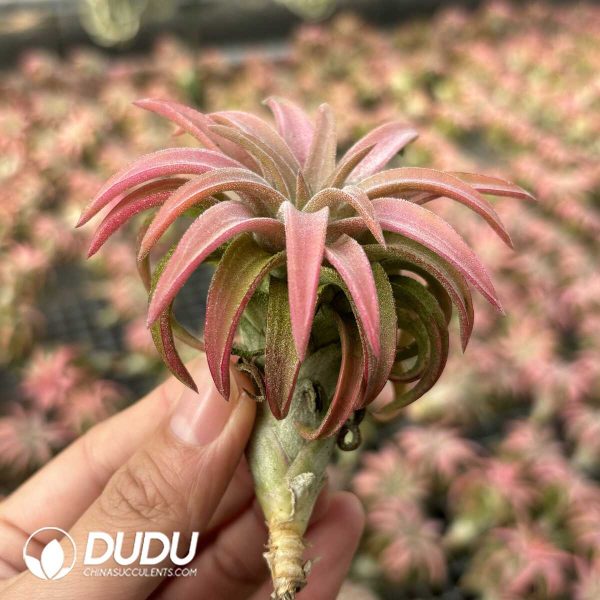 Tillandsia Melanocrater Orange - Image 2