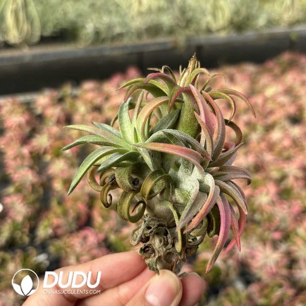 Tillandsia Orange Wanhaan Clustering - Image 2