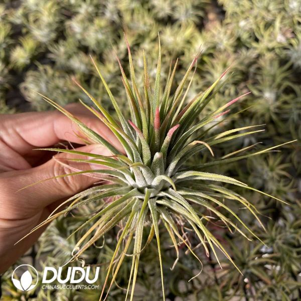 Tillandsia Zebra Sprite - Image 2