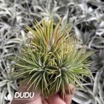 Tillandsia Selene Clustering - Image 2