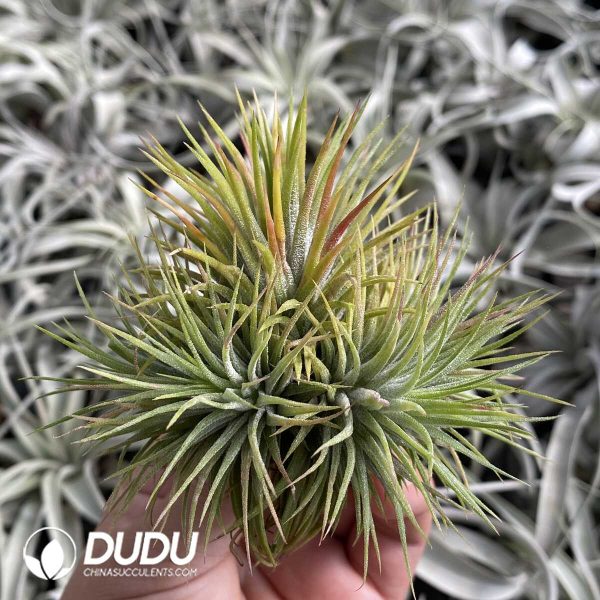 Tillandsia Selene Clustering - Image 2