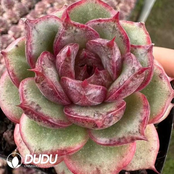 Echeveria Marbles - Image 2