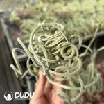 Tillandsia Tree Monkey - Image 2