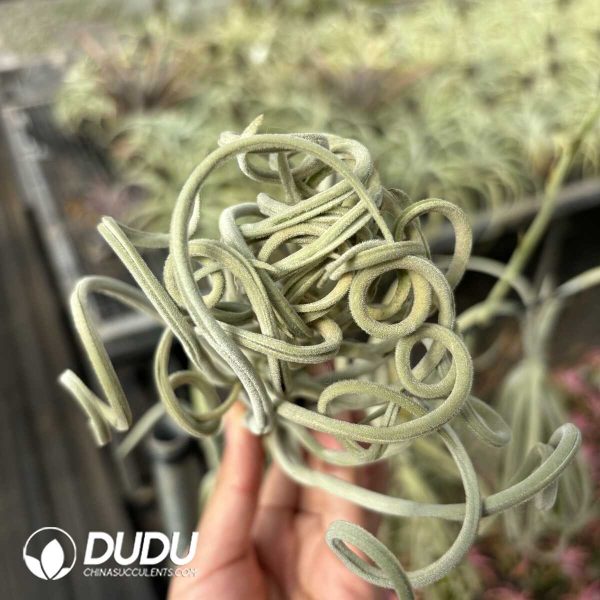 Tillandsia Tree Monkey - Image 2