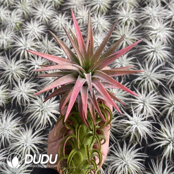 Tillandsia Big Red Dragon - Image 2