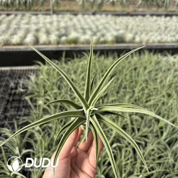 Tillandsia Capitata Peach - Image 2