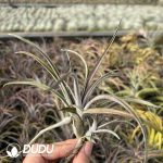 Tillandsia Pseudobaileyi Red - Image 2