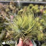 Tillandsia Fox Tail Gem - Image 2