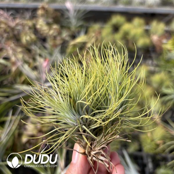 Tillandsia Fox Tail Gem - Image 2