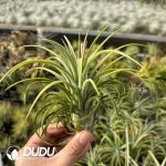 Tillandsia Ionantha Mexican Form Hybrid - Image 2