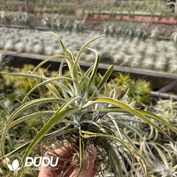 Tillandsia Harrisii - Image 2