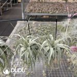 Tillandsia Velutina - Image 2