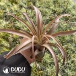 Tillandsia Love Knot - Image 2