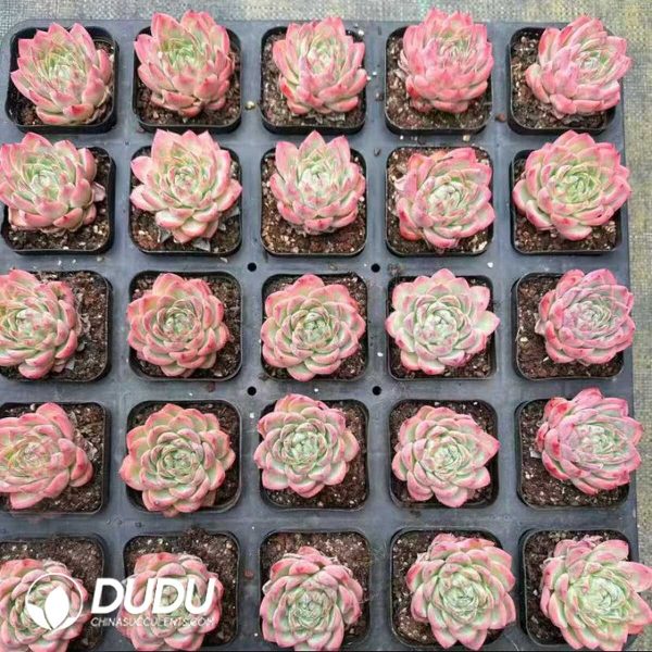 Echeveria Crystal Essence - Image 2