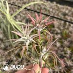 Tillandsia Red Dragon Clustering - Image 2