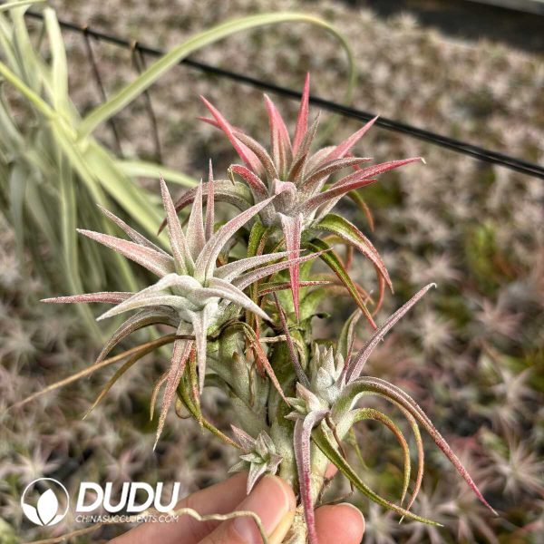 Tillandsia Red Dragon Clustering - Image 2