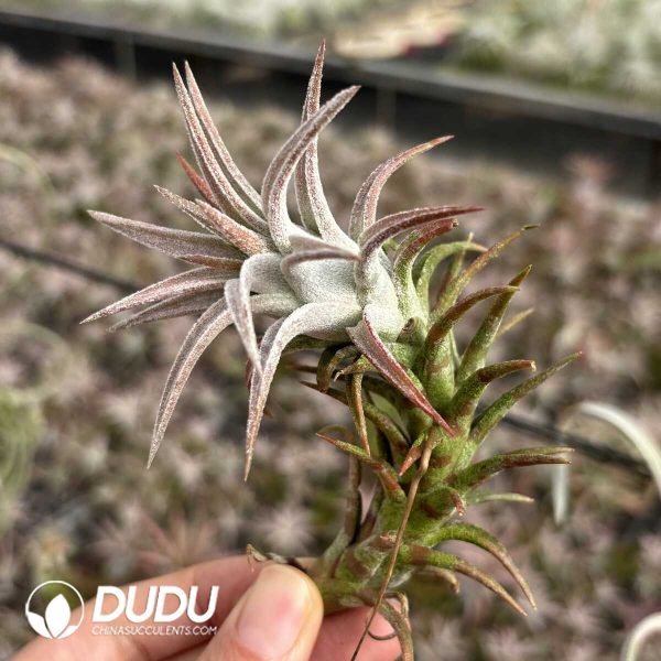 Tillandsia Red Dragon - Image 2