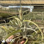 illandsia xerographica x chiapensis Orange - Image 2