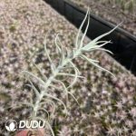 Tillandsia paleacea Giant - Image 2