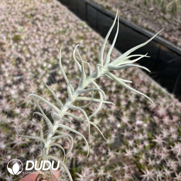 Tillandsia paleacea Giant - Image 2