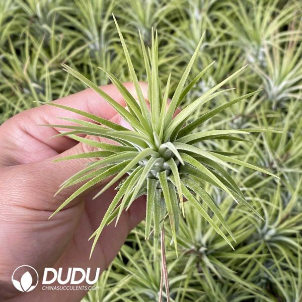 Tillandsia ionantha Guatemala - Image 2