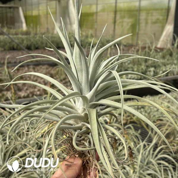 Tillandsia harrisii Large - Image 2