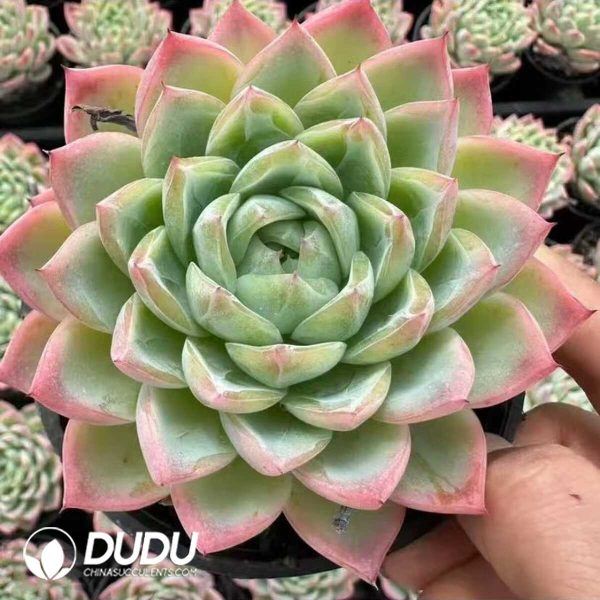 Echeveria Crystal Essence - Image 2