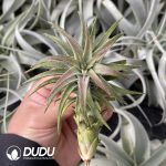 Tillandsia Van-hyningii - Image 2