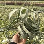 Tillandsia Streptophylla - Image 2