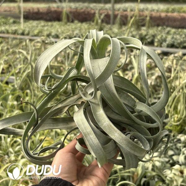 Tillandsia Streptophylla - Image 2