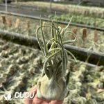 Tillandsia Seleriana (Large) - Image 2