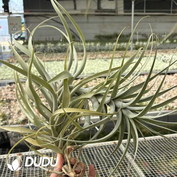 Tillandsia latifolia Meyen (Large) - Image 2