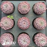 Echeveria Moon Goddess - Image 2