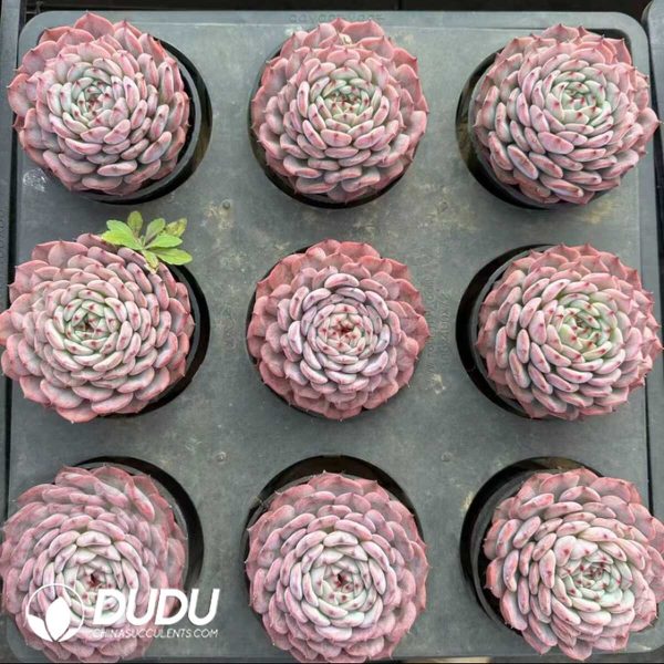 Echeveria Moon Goddess - Image 2