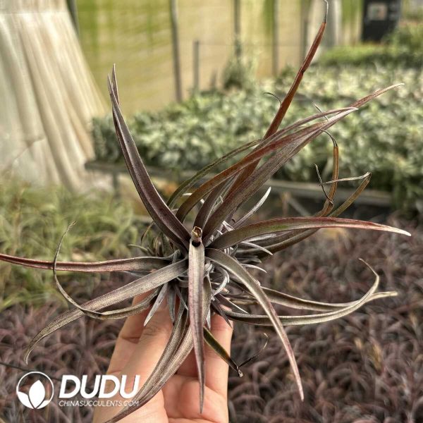 Tillandsia Domingo - Image 2