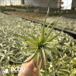 Tillandsia flexuosa Vivipara - Image 2