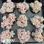 Echeveria Peach Bubble Clustering - Image 2