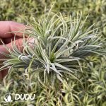 Tillandsia Bravo Clustering - Image 2