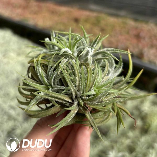 Tillandsia Beauty Clustering - Image 2