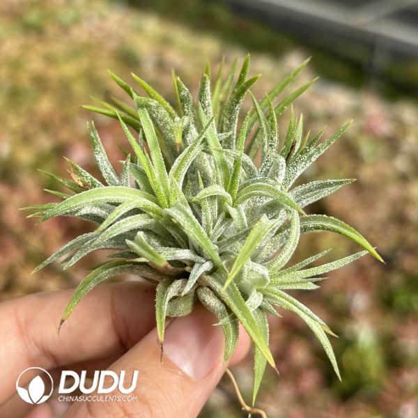 Tillandsia Beauty Clustering - Image 2