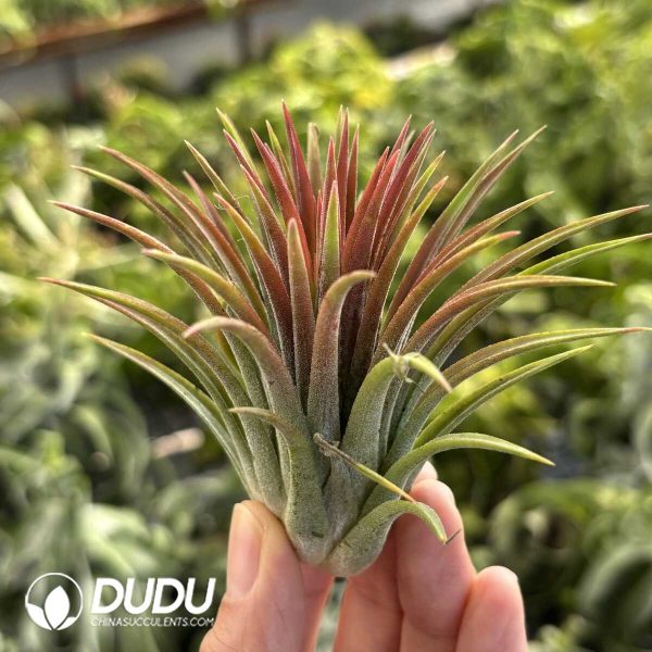 Tillandsia ionantha Rubra - Image 2